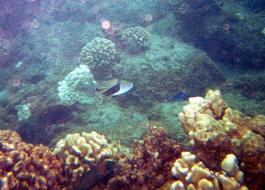 Picasso triggerfish. Very shy