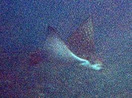Spotted eagle ray