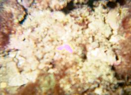 Yellow margin flatworm