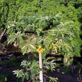 Papaya