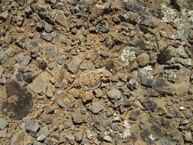 And finds a horned lizard