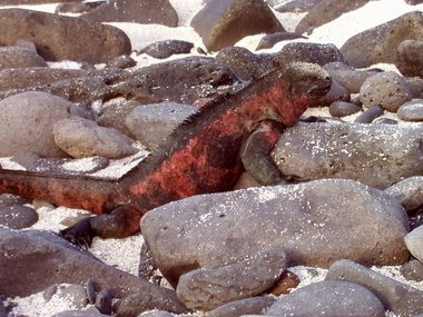 A marine iguana