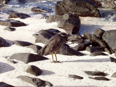 The yellow-tailed night heron