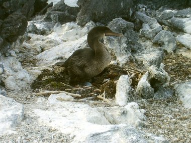 Flightless cormanant nesting