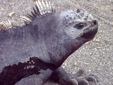 Marine iguana facial detail