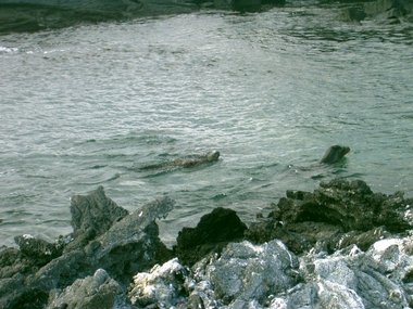 Iguana swimming, while sea lions want to play