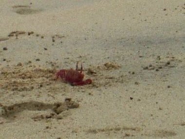 Ghost crab