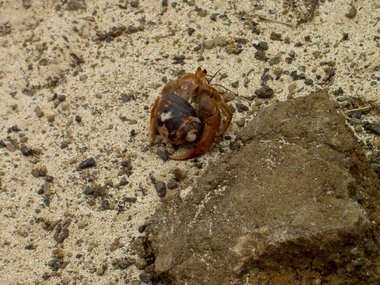 Hermit crab