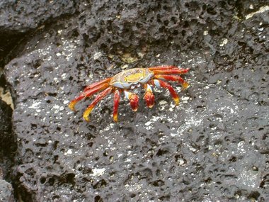 Sally lightfoot crab