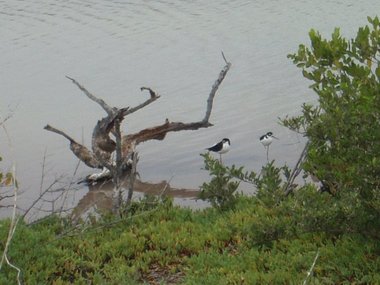 Stilts, and the Galapagos duck (find it!)