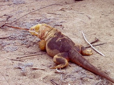 The iguanas were really fat on this island