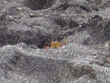 Love those shy ghost crabs