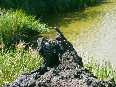 Yes, this island has lava lizards too