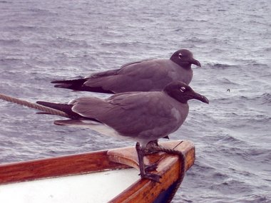 A pair of free-loading swallow-tail gulls