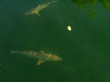 Black-tipped reef sharks