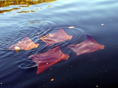 Precision-flying golden rays