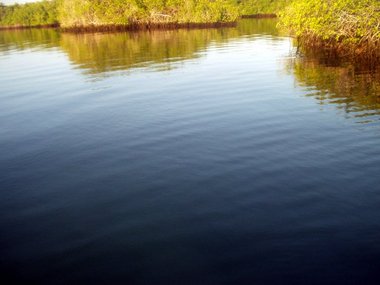 Typical mangrove trees