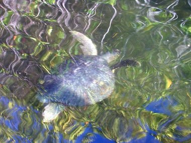 A green sea turtle