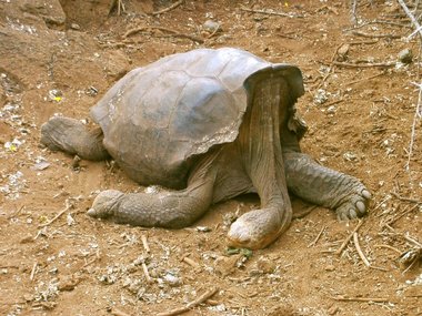 Things look pretty floppy now, but the high carapace allows the tortoise to eat higher branches