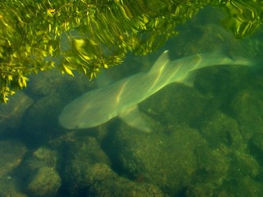 White-tipped reef shark