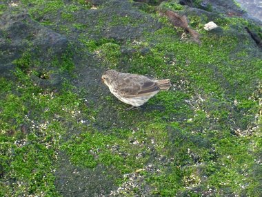 Darwin finch (female)