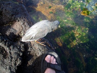 A fishing lava heron ignores us