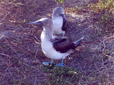 Blue-footed boobies