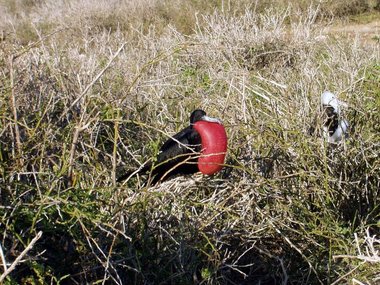 A frigate bird vies for attention while a juvenile takes notes