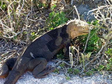 Our first of very, very many land iguanas