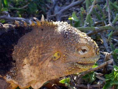 Land iguana