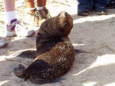 Killer sea lion