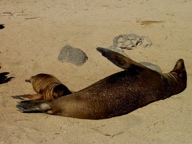 Sea lion nursing