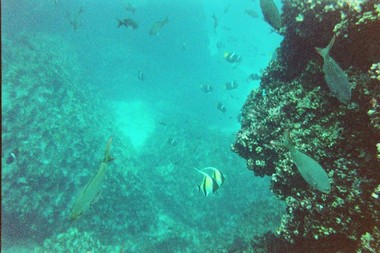 Moorish idols