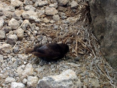 Black finch