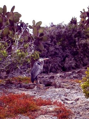 Great blue heron