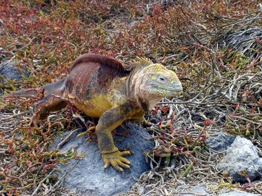 A very cute land iguana