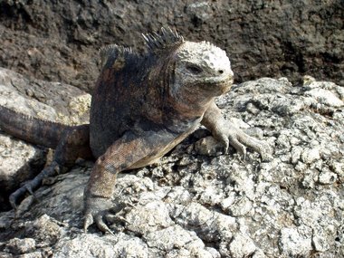 Marine iguana