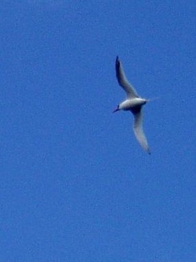 The difficult-to-spot tropic bird