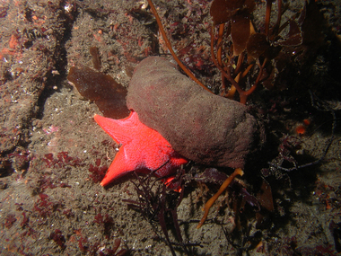 A chiton takes on a starfish