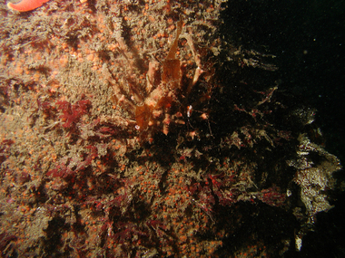 How a decorator crab plays How Not to be Seen