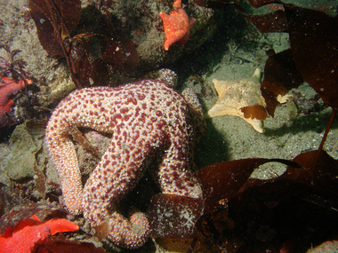 Starfish snack