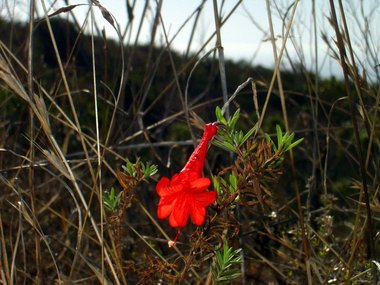 One of the many wildflowers still out