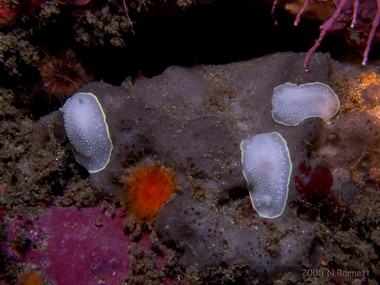 Cadlina luteomarginata