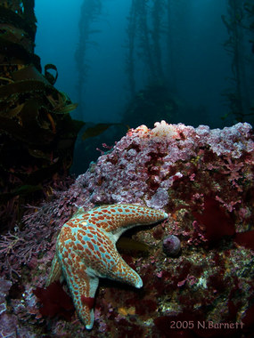 Why on a clear day you can see starfish and kelp