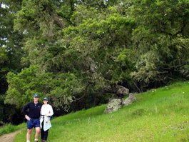 Jason and Sara and the magic tree