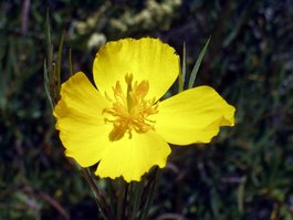 Bush poppy