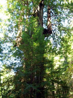 The Muscle Tree from below