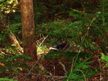 A really awful picture of a skunk. Obviously, I didn't want to get too close.