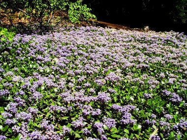 A carpet of unidentified flowers