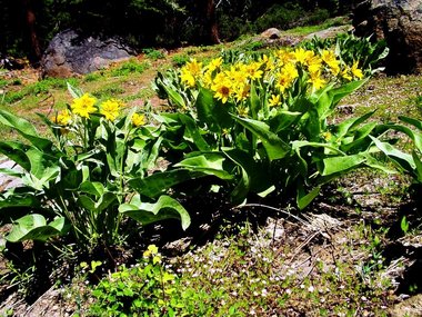 Yet more unidentified flowers